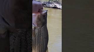 Giant Hybrid Bass river fishing (New Pb)  #shorts