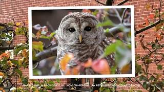 Urban Barred Owl hunting in Providence, Rhode Island Nov2018–Feb2019