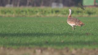 Zeldzame Grote Trap in Oostvoorne - Rare Great Bustard near Rotterdam 4K