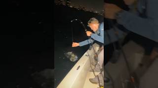 Massive Tarpon EATEN by Bull Sharks attack off south beach Miami  #miamitarponfishing #tarpon