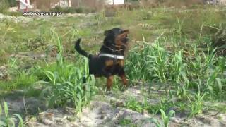 Oeste DOG Camp - Divertimento