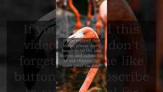 A group of flamingos is... | Animals facts | #shorts