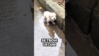 Se trovi un cane per strada, cosa fai? 🥹