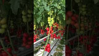 green house tomatoes