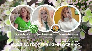 Уход за гортензией осенью: удобрения, обрезка и сроки