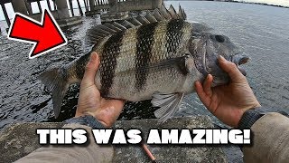 SHEEPSHEAD CATCH ABD COOK (SHEEPSHEAD TACOS)