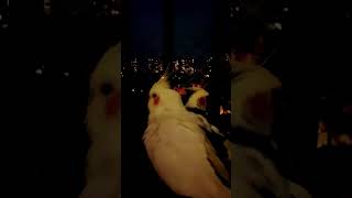 Cockatiel’s evening in city #cockatiel #cockatiels #couple #pair #birds #goodevening #dark #b4birds