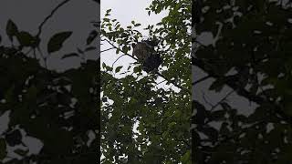 Juvenile Bald Eagle #shorts