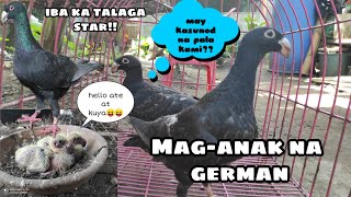 Mga bagong inakay ng GERMAN BEAUTY HOMER at RARE RACING PIGEON, happy na naman si MAESTRO