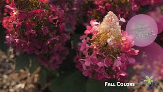 Meet Candelabra® Hydrangea