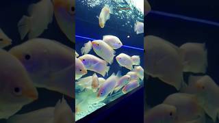 Theevu Thidal || Underwater Aquarium Exhibition || Fish Aquarium