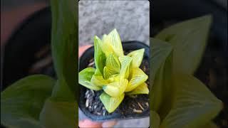 Haworthia Retusan Variegata, Cantik banget😍 #cactussucculents #succulent