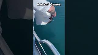 Halibut Fishing in Alaska