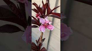 PEACH tree flowers 🍑🌸 #shorts #gardening #spring #flowers #homestead #peach #peaches