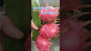 Update DRAGON FRUIT in a POT na  WALANG TRELLIS "Harvest Time" #dragonfruit #cactus