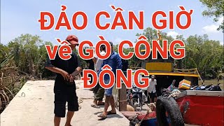 Từ vùng đất đảo Cần Giờ đi về Gò Công Đông Tiền Giang