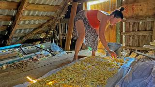 My wife collects apples for drying for the winter. Life in the village on a small farm