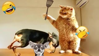 😻 Cute! Silly cats 😍😂 Funny Animal Moments 🤣