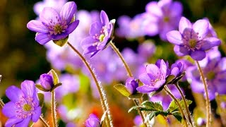 FLOWERS CAN DANCE!!! Amazing nature/ Beautiful blooming flower time lapse video