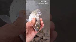 || fish rescue 🐟|| #nature #shorts #fish #loveisgone #youtubeshorts #viral #trending #short