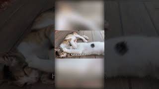 Cats mimicking the sound of a crying baby to get attention