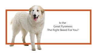 Everything Puppies - Great Pyrenees Breed Information (2019)