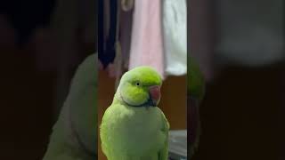 parrot speak English