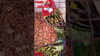 Goldan mental#rosellaparrot #birds #shortvideo #viralvideo #