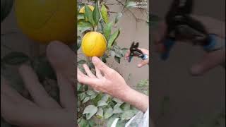 Harvesting 2 Dozen HOMEGROWN ORANGES #oranges #homegrown #fruit #winterfruits #harvesting #oranges