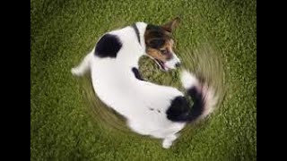 Dog spinning #dog #cute #cutedog #spinning ##birds#animals #beautyofnature #shorts