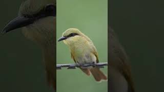 The Green Bee-eater tossing meal #shorts #shortsvideo #viral