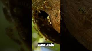 Abejas de Guerra - Los animales en peleas salvajes durante los conflictos bélicos de la historia