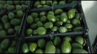 AGUACATE HASS NACIONAL  CAJA DE 10 KGS PLASTICO