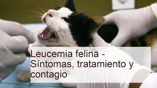 LEUCEMIA felina - SÍNTOMAS, TRATAMIENTO y CONTAGIO