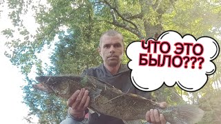 FISHING video.ЯЗЯ НЕТ, но есть СУДАК. рыбалка шокировала