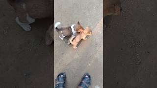 play with dog kids #ytshorts #shorts #ytshort #youtubeshorts #dogs