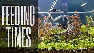 TIPS & TRICKS || FEEDING TIMES || AQUASCAPE - NO CO2 INJECTION