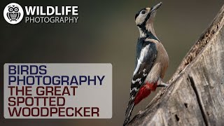 BIRDS PHOTOGRAPHY | Sony A9 | The great spotted woodpecker | Behind the scene