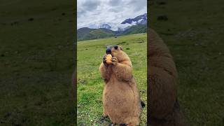 Chubby Himalayan Marmot Tempted by Delicious Bread#cutemarmot #cuteanimals #cutenessoverload #marmot