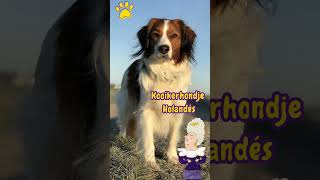 Kooikerhondje Holandés  Origen, Características , personalidad y cuidados del Spaniel Holandés 🇳🇱 🐶🐾