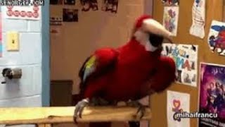 Dancing parrot  #parrot #parrottalking#parrotlovers#animals#birdsounds#dance #shorts #beautyofnature