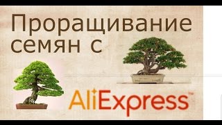 Опыт проращивания семян с Али-Экспресс. Бонсай. Советы при покупке товаров