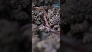 केंचुआ (part-2) #earthworms #amazingfacts #nature #wildlife #fact #naturelovers #natureshorts