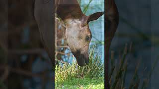 E esse Animal Você Conhece?