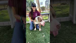 NEW A5638480 Nala | Pitbull