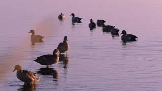 ОСЕННЯЯ ОХОТА НА УТКУ с подсадными и чучелами!!! Первый выезд  в новый шалаш! Охота на утку 2021...