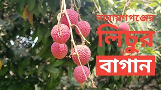 নারায়ণগঞ্জের লিচুর বাগানের ভিডিও  I Tarun Tv