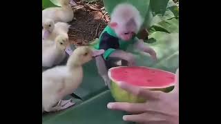 Adorable Monkey Reactions 🐒🥰 | Viral TikTok By vava__vd