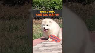 Tui mập có liên quan gì tới mấy người hông #shorts #tuitienpet #pets #dog