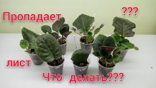 Пропадает укореняемый  лист фиалки, что делать? Сосудистый бактериоз!!!